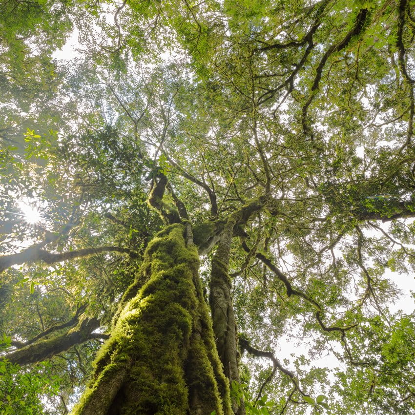 Durabilité Arbre vert avec de nombreuses branches