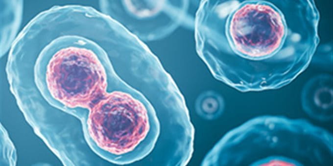 Microscopic image of cells at various stages of cell division. Microscopic image of cells at various stages of cell division.